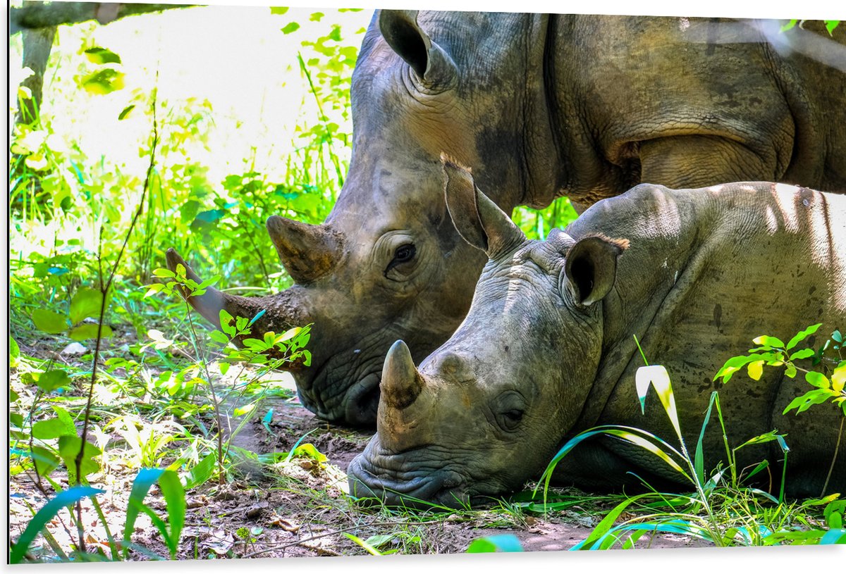 Dibond - Neushoorn met Baby liggend tussen Groene Smalle Planten - 105x70 cm Foto op Aluminium (Wanddecoratie van metaal)
