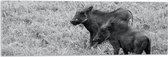 Acrylglas - Duo Zwijntjes in Graslandschap (Zwart- wit) - 90x30 cm Foto op Acrylglas (Wanddecoratie op Acrylaat)