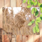 Tuinposter Pampas Pluim