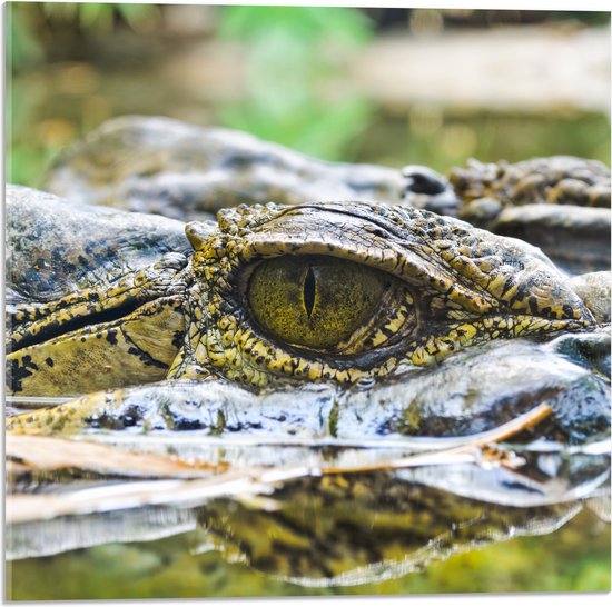 Acrylglas - Ogen van Krokodil Schuilend in het Water - 50x50 cm Foto op Acrylglas (Met Ophangsysteem)