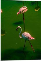 PVC Schuimplaat- Groepje Flamingo's Staand in Groenkleurig Water - 50x75 cm Foto op PVC Schuimplaat