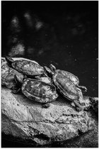 Poster (Mat) - Groep Kleine Schildpadden op Rots in het Water (Zwart- wit) - 80x120 cm Foto op Posterpapier met een Matte look