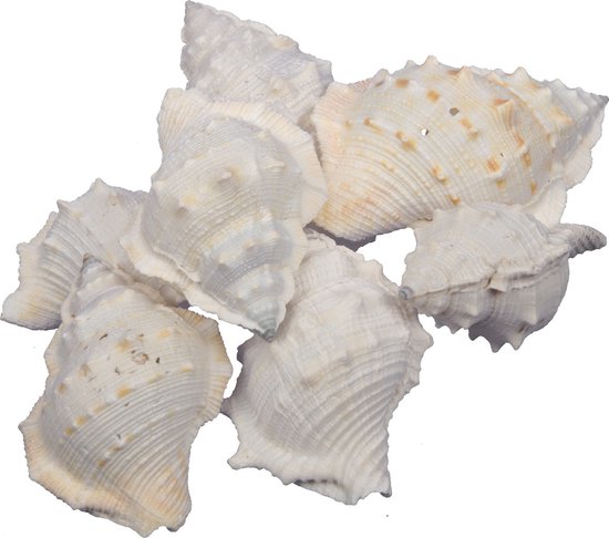 Relaxdays decoratie schelpen, met grote zeeslakken, 1 kg, knutselen, schelpenmix, voor badkamer, meerkleurig
