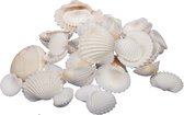 Othmar Decorations Mélange de coquillages Décoration/ hobby - 1kg - blanc naturel