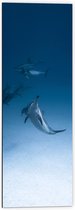 Dibond - Groepje Wilde Dolfijnen op de Zeebodem - 40x120 cm Foto op Aluminium (Met Ophangsysteem)