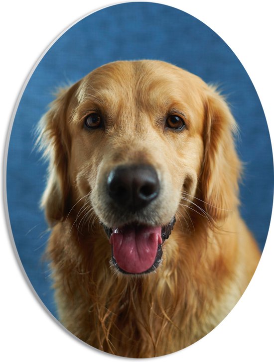 PVC Schuimplaat Ovaal - Portret van Tevreden Golden Retriever tegen Blauwe Achtergrond - 30x40 cm Foto op Ovaal (Met Ophangsysteem)