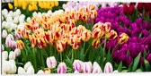 Dibond - Bloemenveld met Oranje, Roze en Paarse Tulpen - 100x50 cm Foto op Aluminium (Met Ophangsysteem)
