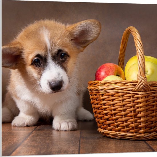 PVC Schuimplaat - Corgi Puppy langs Mandje gevuld met Appels - 80x80 cm Foto op PVC Schuimplaat (Met Ophangsysteem)