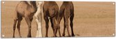 Tuinposter – Drie Kamelen met Jong in Woestijn Landschap - 120x40 cm Foto op Tuinposter (wanddecoratie voor buiten en binnen)
