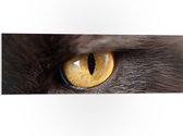 PVC Schuimplaat- Geel Oog van Katachtige - 90x30 cm Foto op PVC Schuimplaat