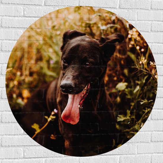 Muursticker Cirkel - Hijgende Zwarte Hond tussen Groene Takken - 100x100 cm Foto op Muursticker