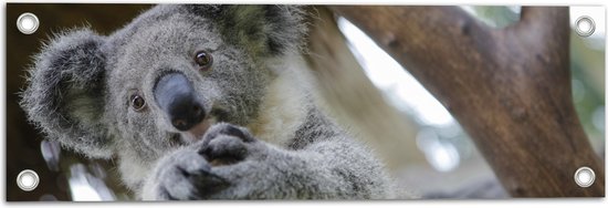 Tuinposter – Australische Koala in een Boom - 60x20 cm Foto op Tuinposter (wanddecoratie voor buiten en binnen)