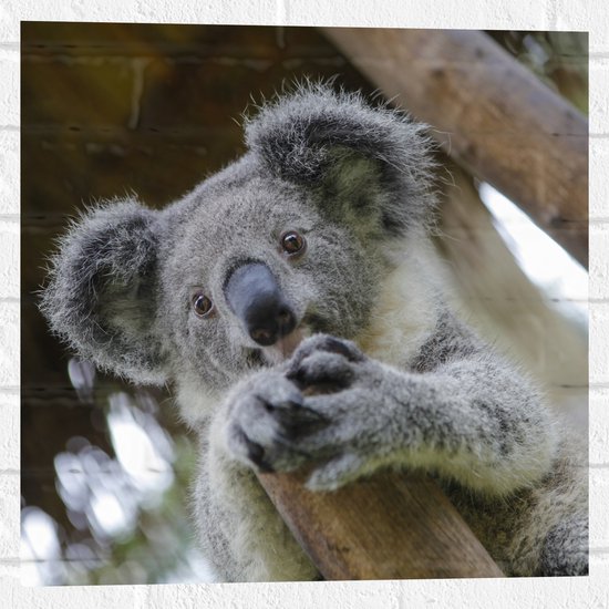 Muursticker - Australische Koala in een Boom - 50x50 cm Foto op Muursticker