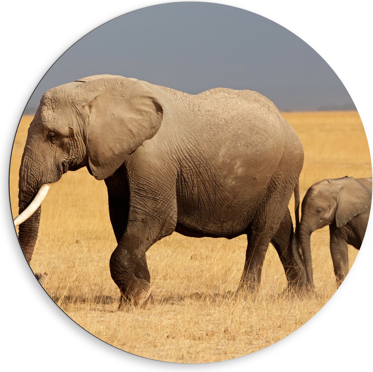 Dibond Muurcirkel - Afrikaanse Olifant met Baby Olifantje - 80x80 cm Foto op Aluminium Muurcirkel (met ophangsysteem)