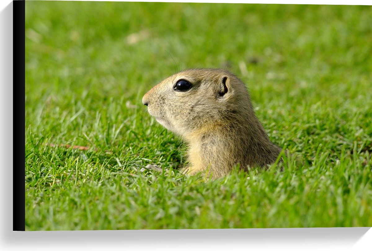 Canvas - Baby Goffer Komt uit de Grond - 60x40 cm Foto op Canvas Schilderij (Wanddecoratie op Canvas)