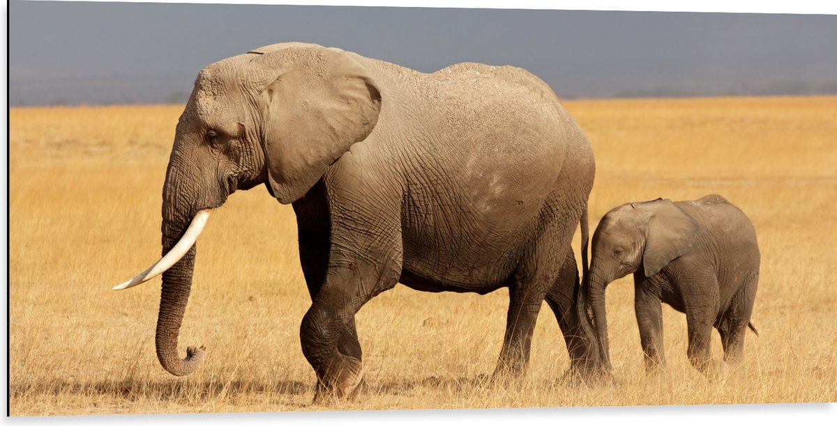 Dibond - Afrikaanse Olifant met Baby Olifantje - 100x50 cm Foto op Aluminium (Met Ophangsysteem)