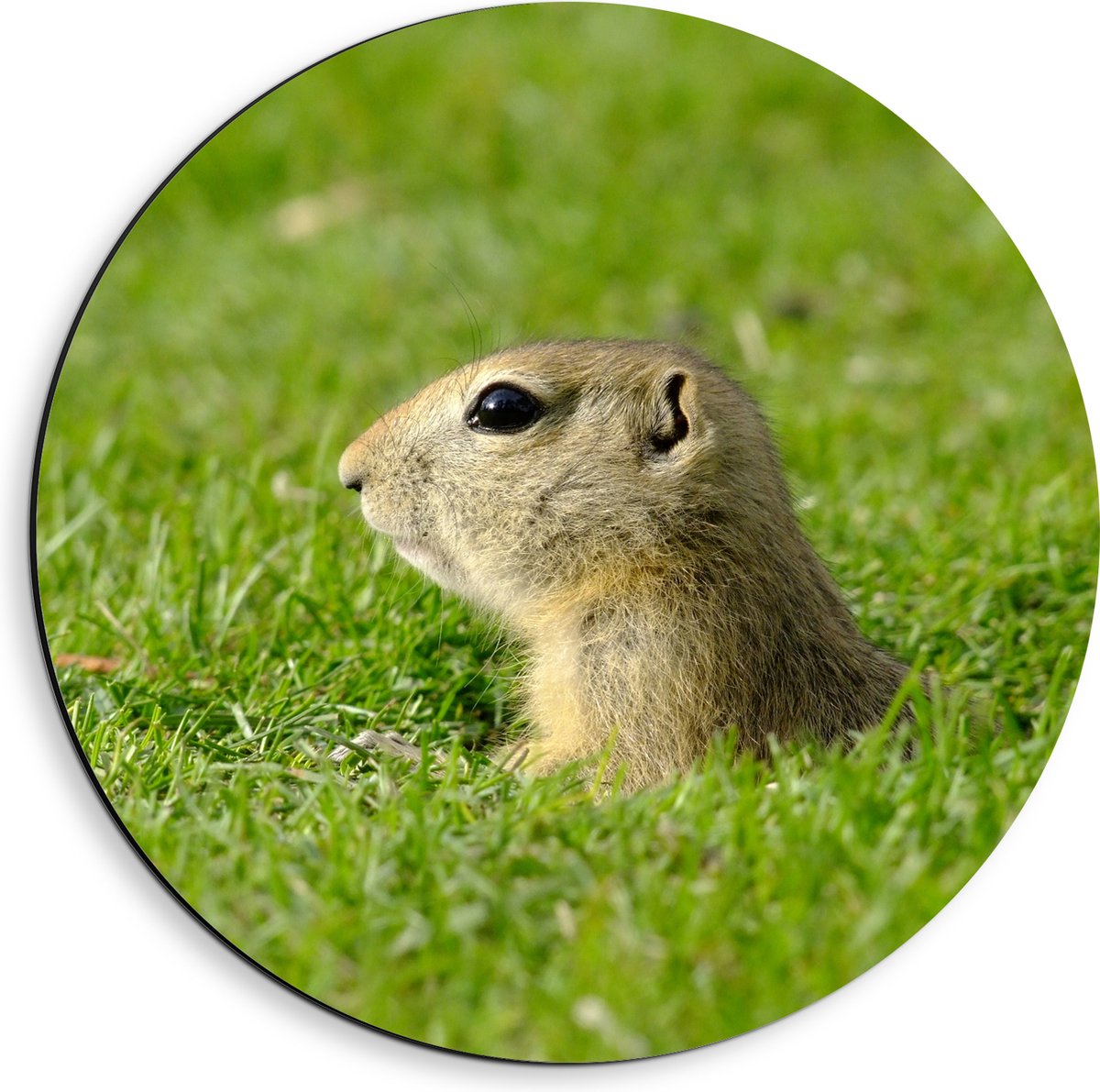 Dibond Muurcirkel - Baby Goffer Komt uit de Grond - 40x40 cm Foto op Aluminium Muurcirkel (met ophangsysteem)