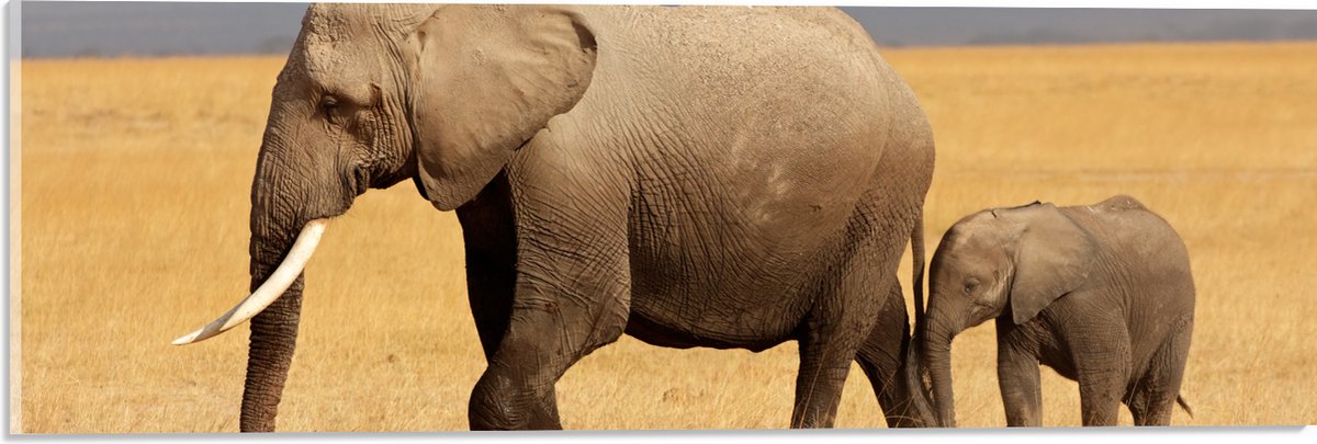 Acrylglas - Afrikaanse Olifant met Baby Olifantje - 60x20 cm Foto op Acrylglas (Met Ophangsysteem)