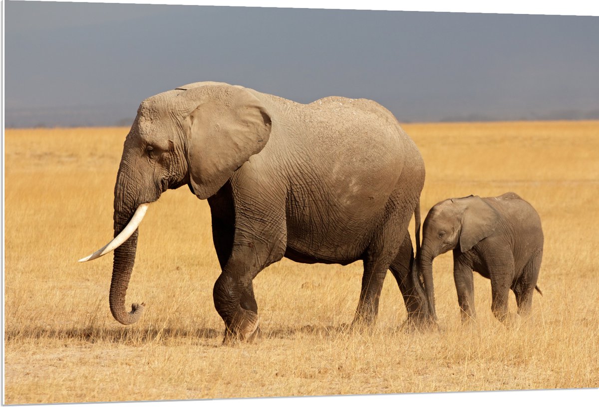 PVC Schuimplaat- Afrikaanse Olifant met Baby Olifantje - 120x80 cm Foto op PVC Schuimplaat