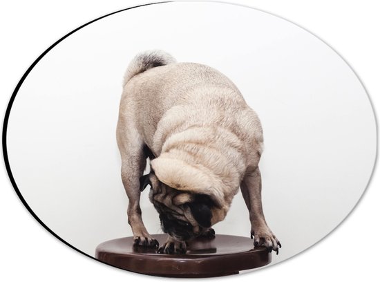 WallClassics - Dibond Ovaal - Bruin Hondje op een Kruk - Mopshond - 28x21 cm Foto op Ovaal (Met Ophangsysteem)