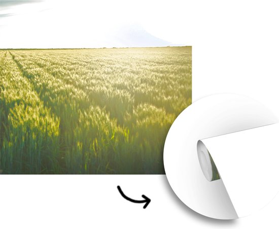 Behang - Fotobehang Landbouw in de vroege ochtend - Breedte 240 cm x hoogte 240 cm