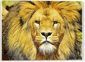 WallClassics - Verre acrylique - Lion brun jaune - Photo 40x30 cm sur verre acrylique (avec système de suspension)
