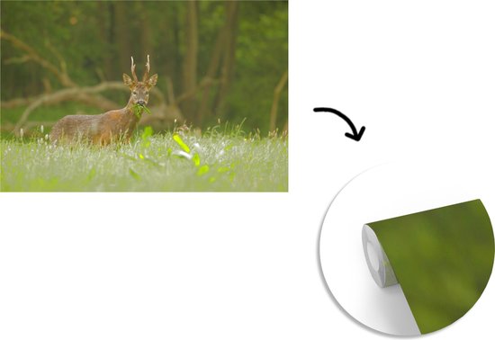 Papier peint photo peint photo vinyle - Cerf broutant largeur 420 cm x hauteur 280 cm - Tirage photo sur papier peint (disponible en 7 tailles)