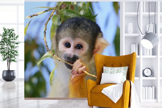 Papier peint Papier peint photo Singe écureuil - Singe écureuil mâchant une branche Papier fotobehang photo vinyle largeur 240 cm x hauteur 240 cm - Tirage photo sur papier peint vinyle (disponible en 7 tailles) - Chambre / salon / bureau