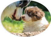 WallClassics - PVC Schuimplaat Ovaal - Bruin met Wit Hondje met Moeder - 28x21 cm Foto op Ovaal (Met Ophangsysteem)