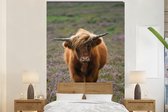 Behang - Fotobehang Schotse Hooglander - Heide - Dieren - Breedte 225 cm x hoogte 350 cm