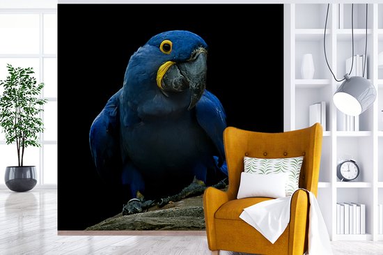 A ara hyacinthe sur une souche contre une fotobehang d'arrière - plan noir