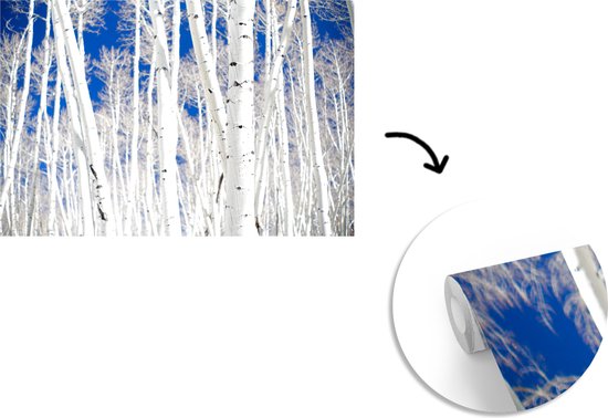 Papier peint Papier peint photo en vinyle - Forêt en Aspen avec bouleaux largeur 390 cm x hauteur 260 cm - Tirage photo sur papier peint (disponible en 7 tailles)