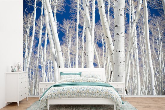 Papier peint Papier peint photo en vinyle - Forêt en Aspen avec bouleaux largeur 390 cm x hauteur 260 cm - Tirage photo sur papier peint (disponible en 7 tailles)