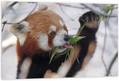 WallClassics - Tuinposter – Kleine Panda Etend aan Blaadje - 120x80 cm Foto op Tuinposter  (wanddecoratie voor buiten en binnen)