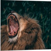 WallClassics - Plaque de Mousse PVC - Lion Berbère - 80x80 cm Photo sur Plaque de Mousse PVC