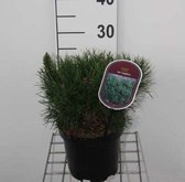 Pinus mugo 'Mugo' - Bergden 20 - 30 cm in pot