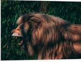 WallClassics - Plaque Mousse PVC - Lion Berbère Rugissant - Photo 80x60 cm sur Plaque Mousse PVC (Avec Système d'accrochage)