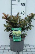 Taxus baccata 'Semperaurea' - Venijnboom, Europese Taxus 25 - 30 cm in pot
