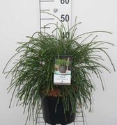 Thuja plicata 'Whipcord' - Reuzenlevensboom 25 - 30 cm in pot