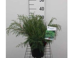 Microbiota decussata - Valse Jeneverbes, Microbiota 25 - 30 cm in pot