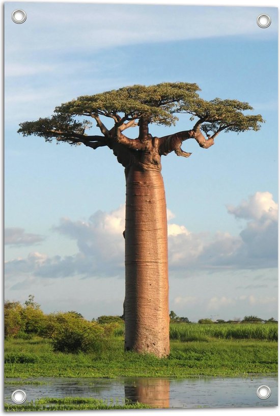 Een grote dikstammige baobab boom met brede takken en groene bladeren staat in weelderig groen gras, met reflectie in het water.
