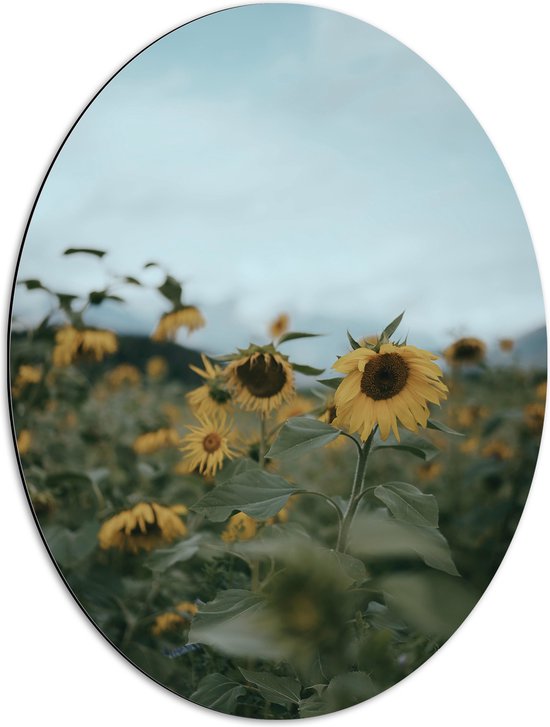 WallClassics - Dibond Ovaal - Gele Zonnebloemen in het Veld - 51x68 cm Foto op Ovaal (Met Ophangsysteem)