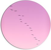 WallClassics - Dibond Muurcirkel - Grote Groep Vogels door roze Lucht - 70x70 cm Foto op Aluminium Muurcirkel (met ophangsysteem)