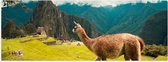 WallClassics - Poster Glossy - Lama parmi les Montagnes - 150x50 cm Photo sur Papier Poster avec Finition Brillante