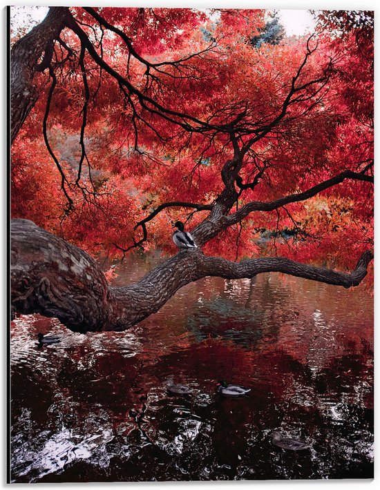 WallClassics - Dibond - Rode Herfstboom hangend over Water - 30x40 cm Foto op Aluminium (Wanddecoratie van metaal)