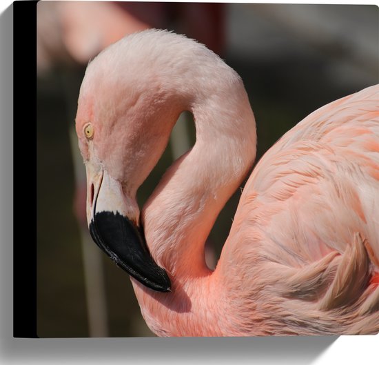 WallClassics - Canvas - Flamingo in de Zon - 30x30 cm Foto op Canvas Schilderij (Wanddecoratie op Canvas)