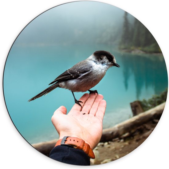 WallClassics - Dibond Muurcirkel - Canadese Taigagaai Vogel op een Hand - 70x70 cm Foto op Aluminium Muurcirkel (met ophangsysteem)