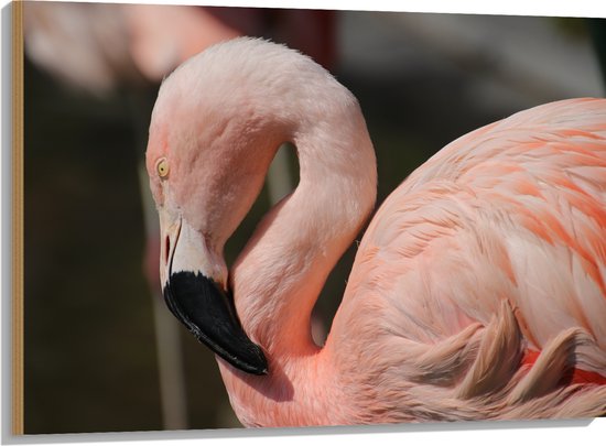 WallClassics - Hout - Flamingo in de Zon - 100x75 cm - 9 mm dik - Foto op Hout (Met Ophangsysteem)