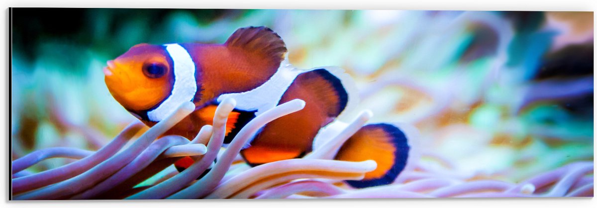 Dibond - Clownvis in een Aquarium - 60x20 cm Foto op Aluminium (Wanddecoratie van metaal)