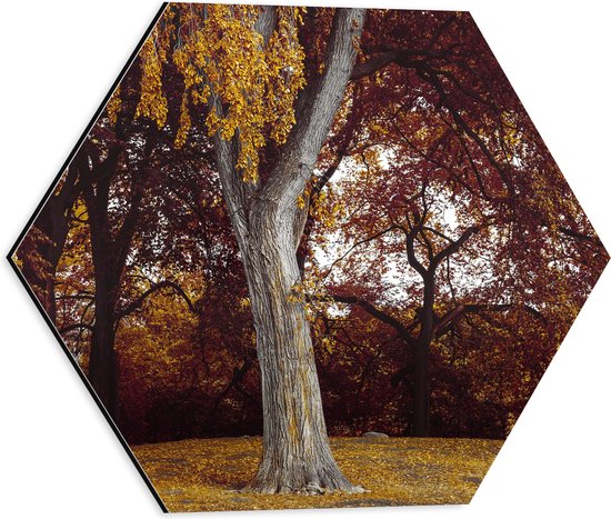 WallClassics - Dibond Hexagon - Grijze Boom in de Herfst - 40x34.8 cm Foto op Hexagon (Met Ophangsysteem)